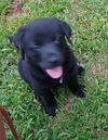 Maverick