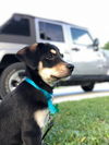 Murphy