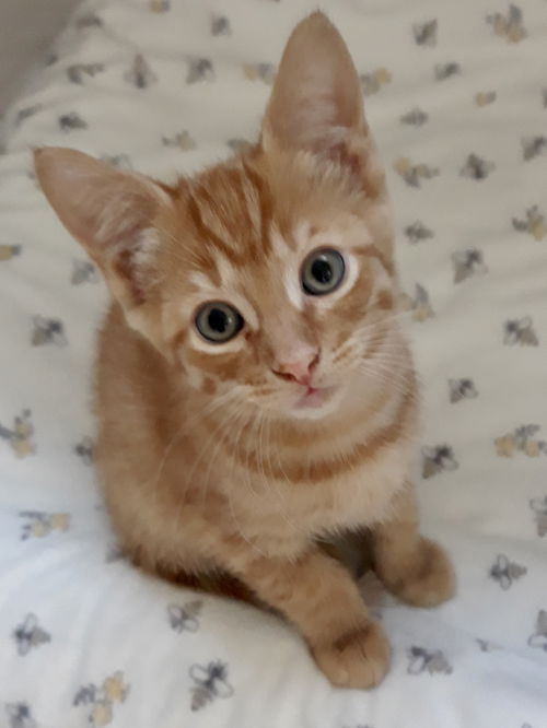Meeko