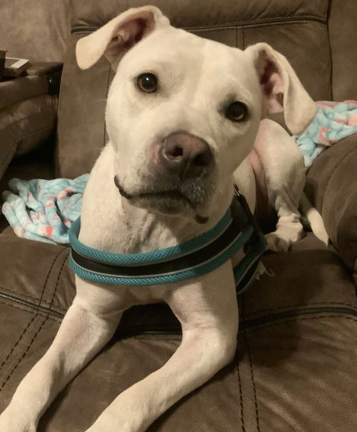 Gemma