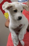 Snowball