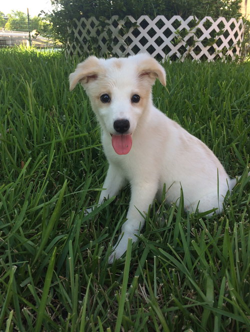 Snowball