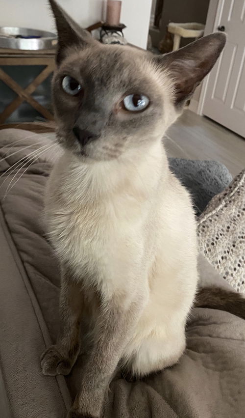 Simone