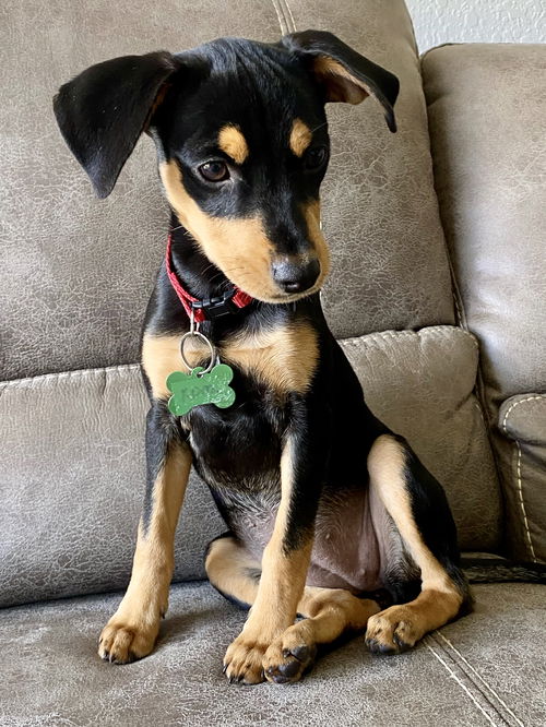 Kora