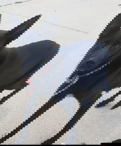 Shadow