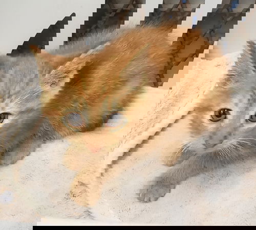 Leechee