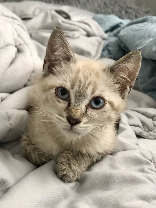 Buffy