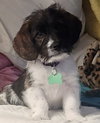 Cooper