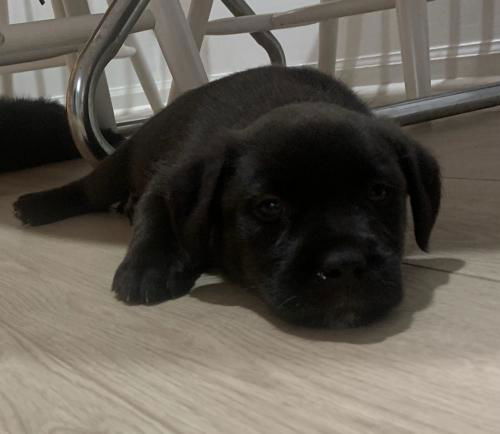 Winston