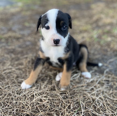 Kira