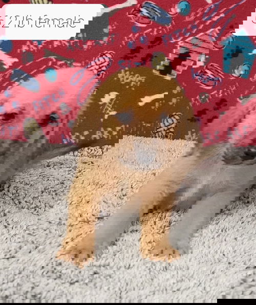 Irelee