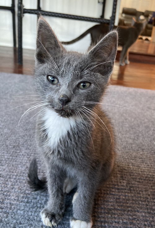 Vinnie