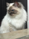 Millie Moo Moo
