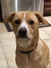 Cooper