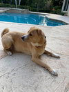 Cooper