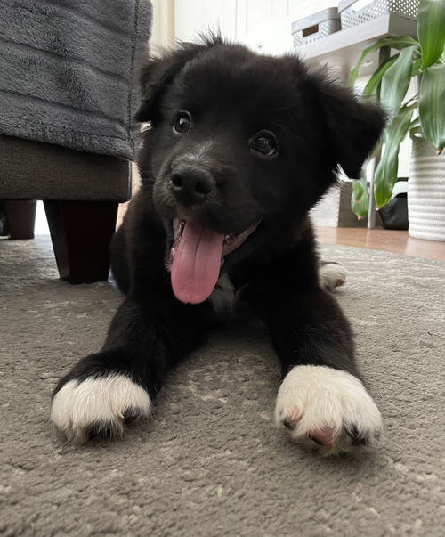 Archie