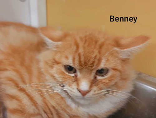 Benney