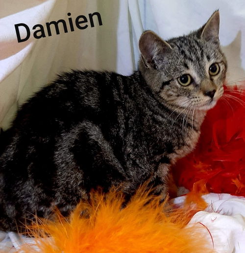 Damien