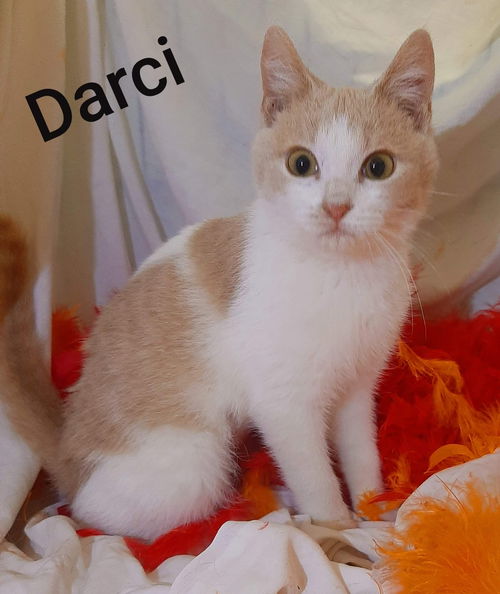 Darci