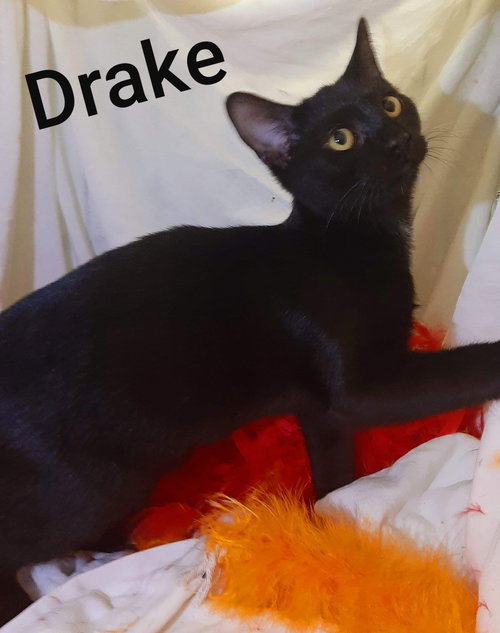 Drake