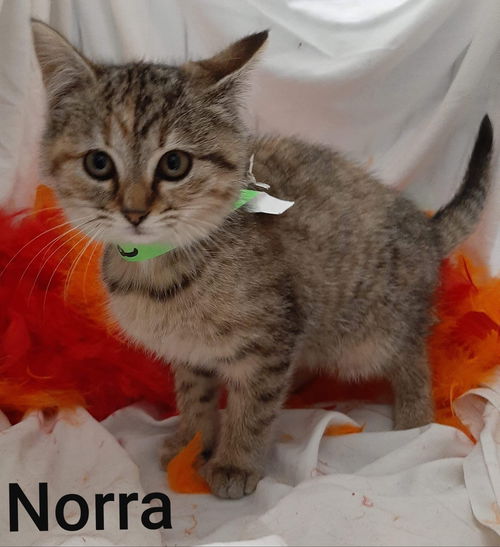 Norra