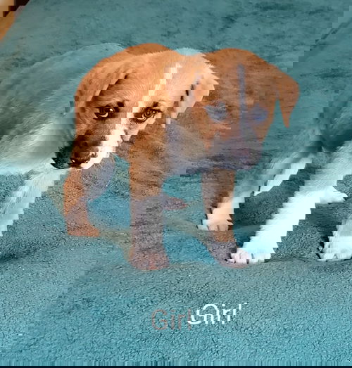 Katara
