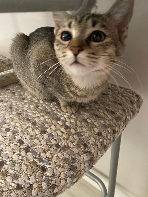 Ellie cat