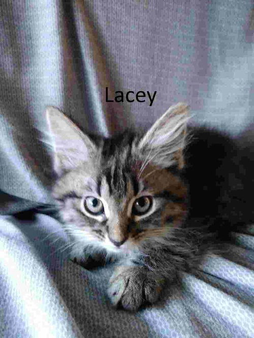 Lacey