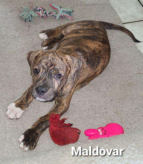 Maldovar