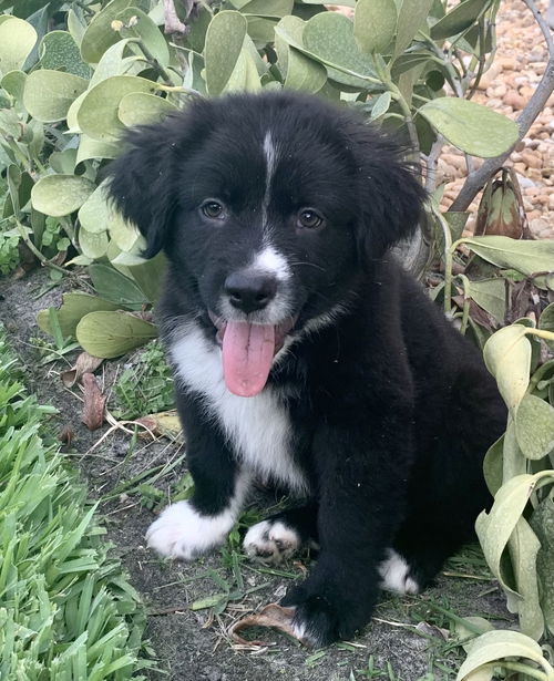 Elvis