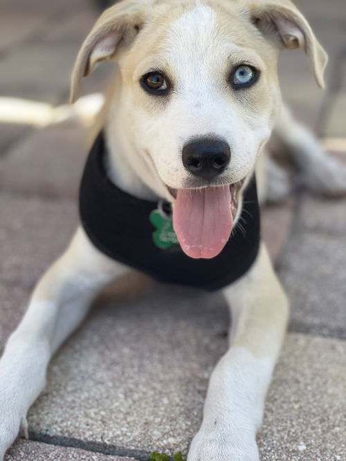 Nilla