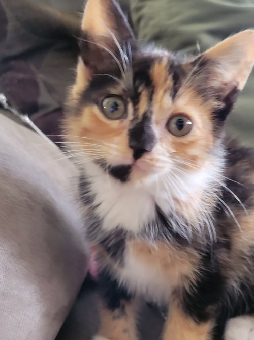 Bonnie