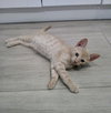 Frito