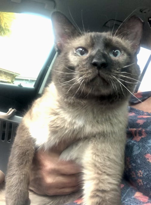 Simba