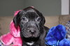 Cassidy