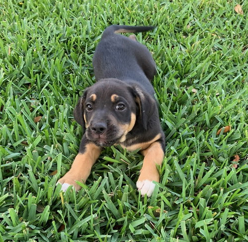 Ryder