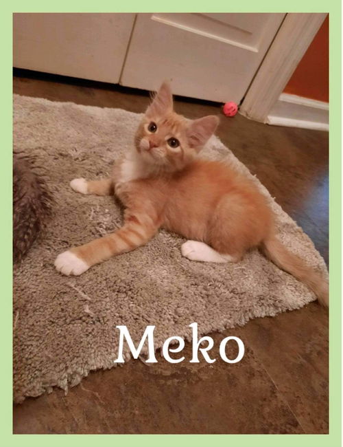 Meko