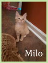 Milo