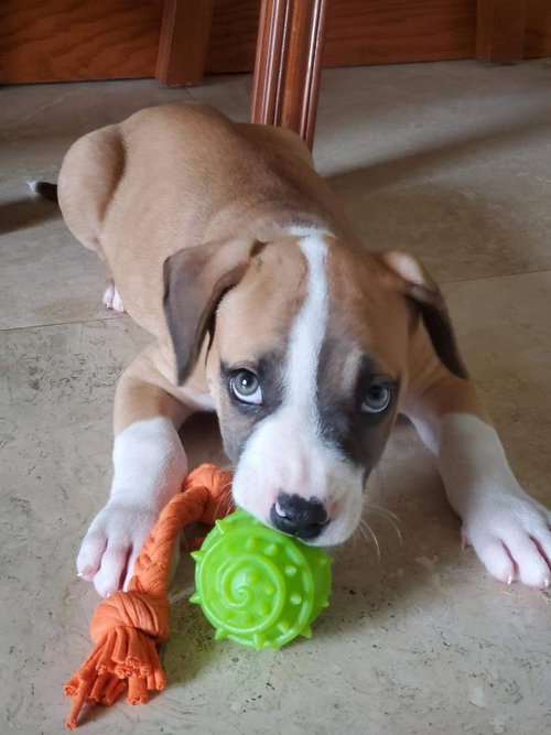Grayson