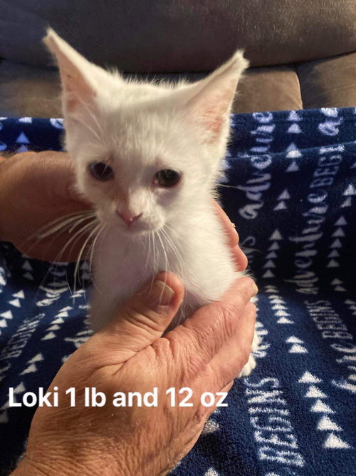 Loki