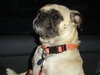 Lola