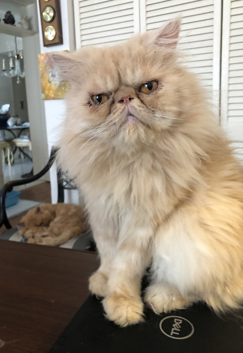 Snickers