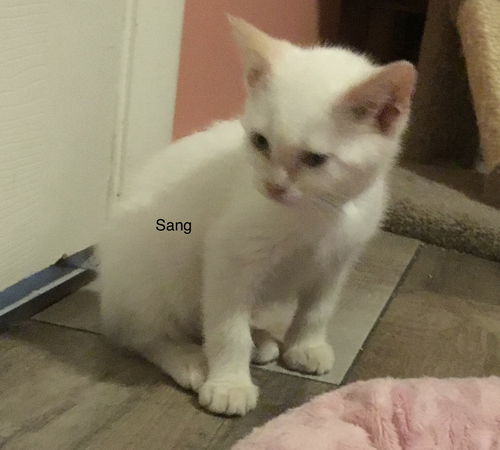 Sang