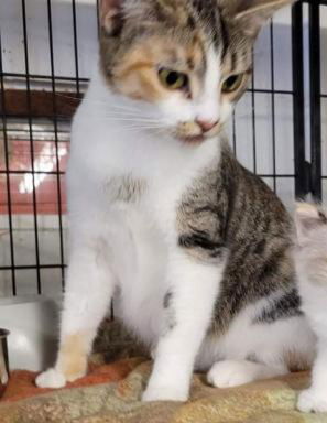 Fiona Cat