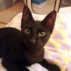 Crowley