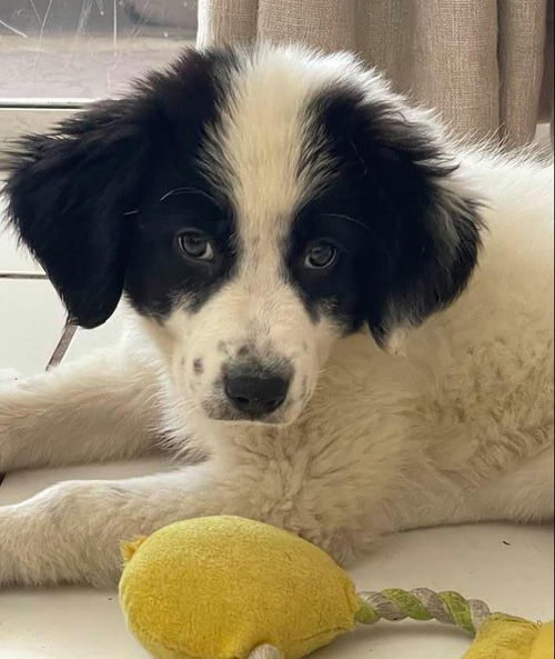 Gia