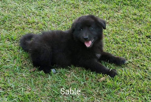 Sable