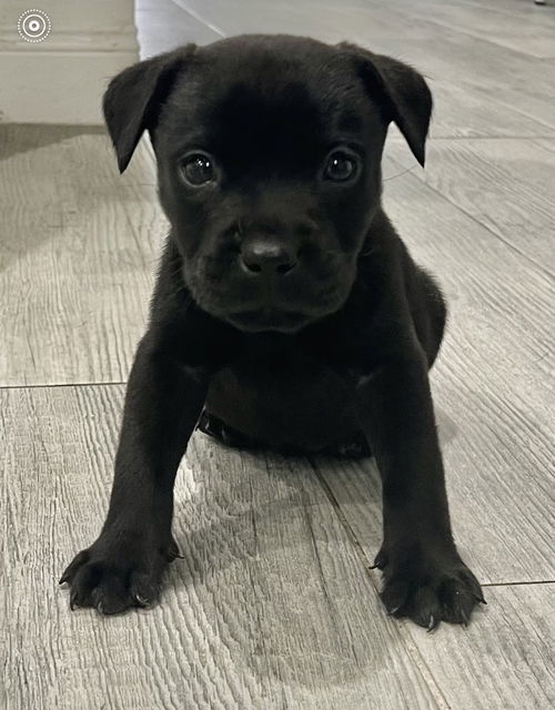 Meeko