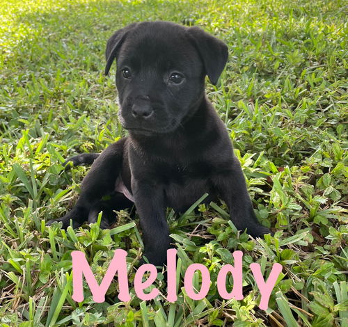 Melody
