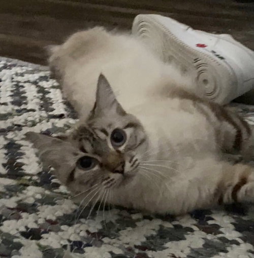 Francesca